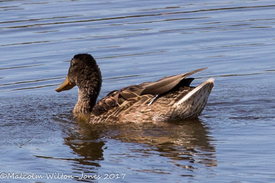 Mallard; Anade Real