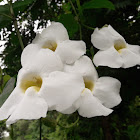 White Sky Vine