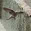 Costa's Hummingbird    female