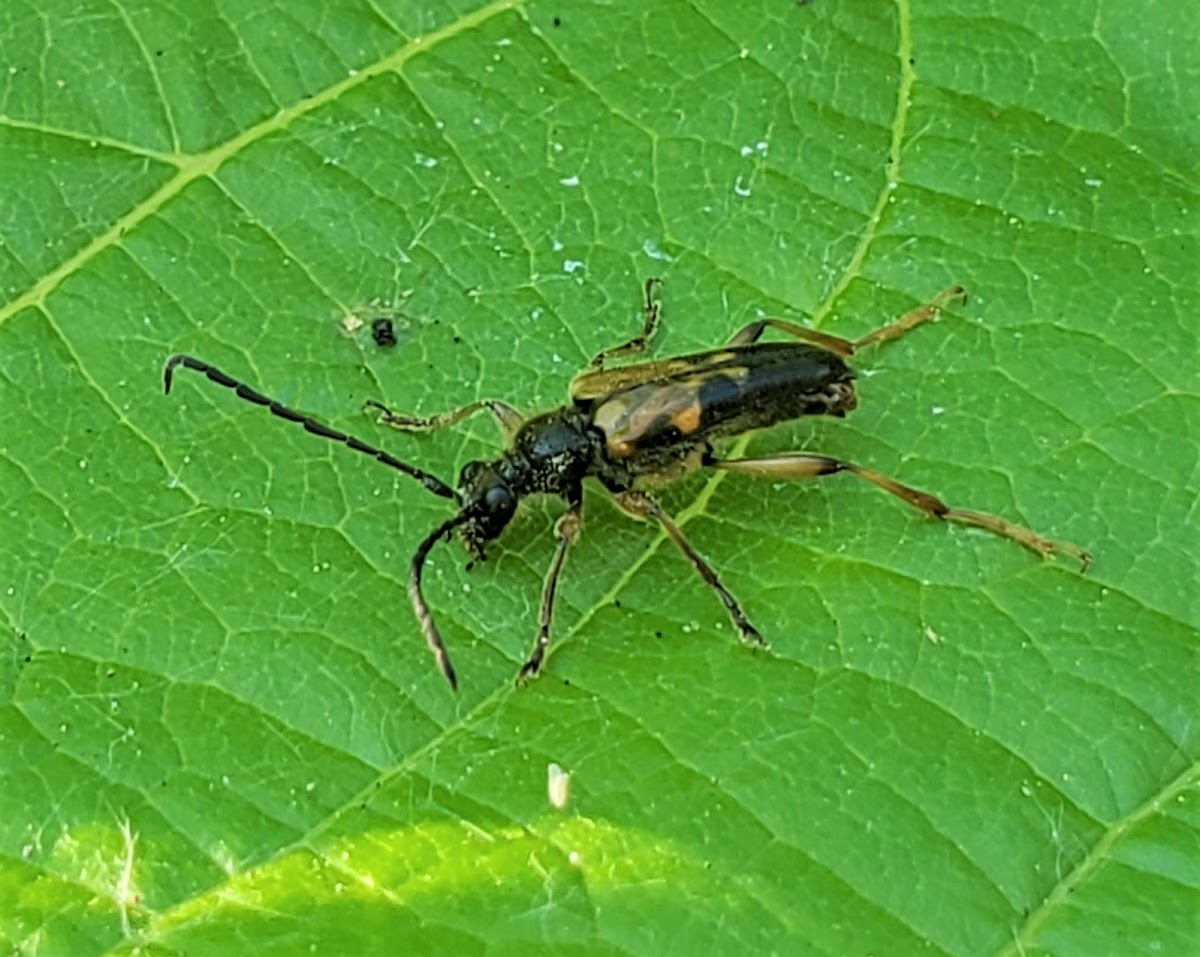 Flower Longhorn Beetle