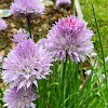 Chives