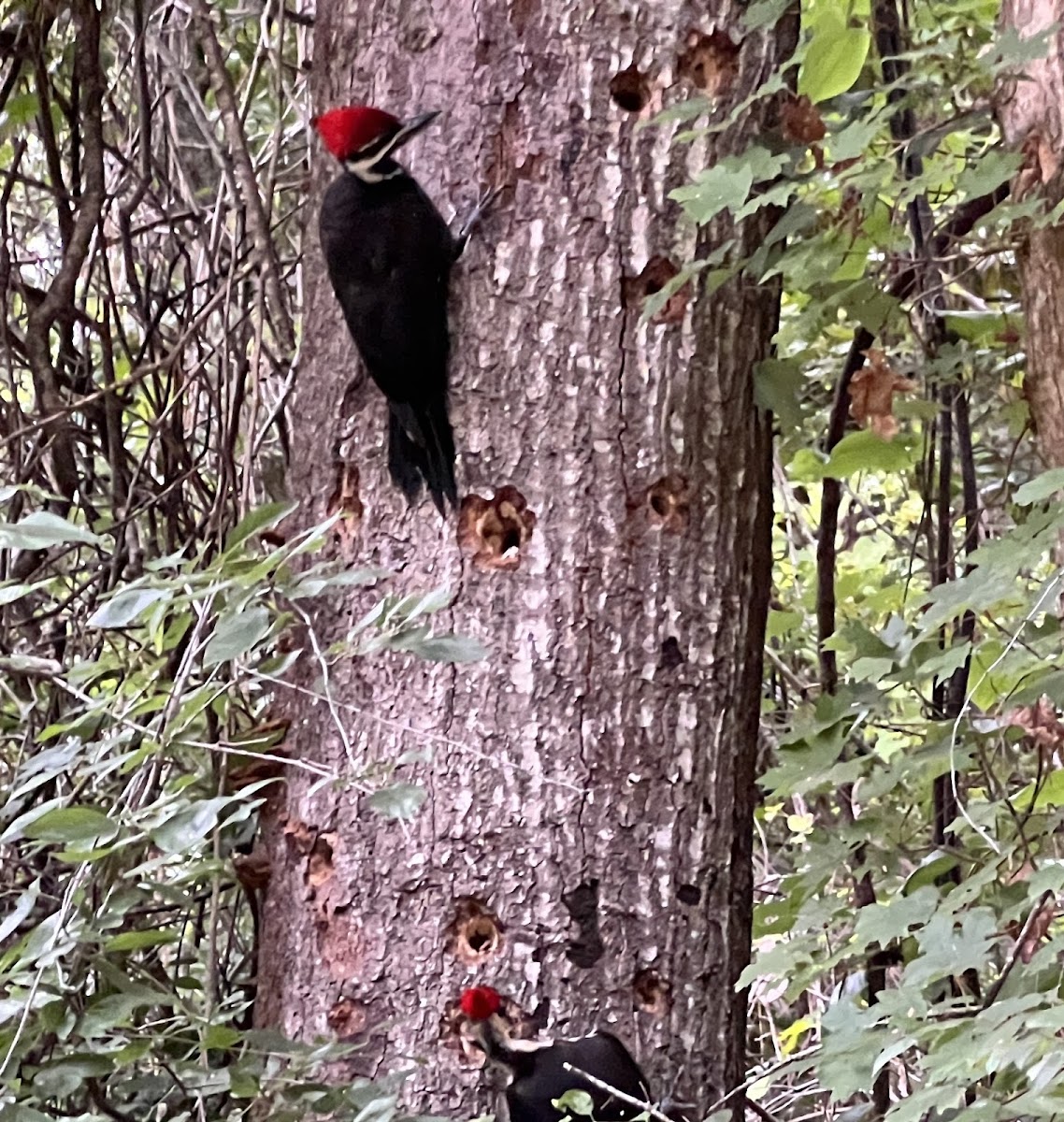 Pileated Woodpeckers