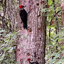 Pileated Woodpeckers