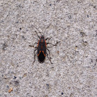 Boxelder Bug