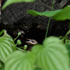 Five-Lined Skink