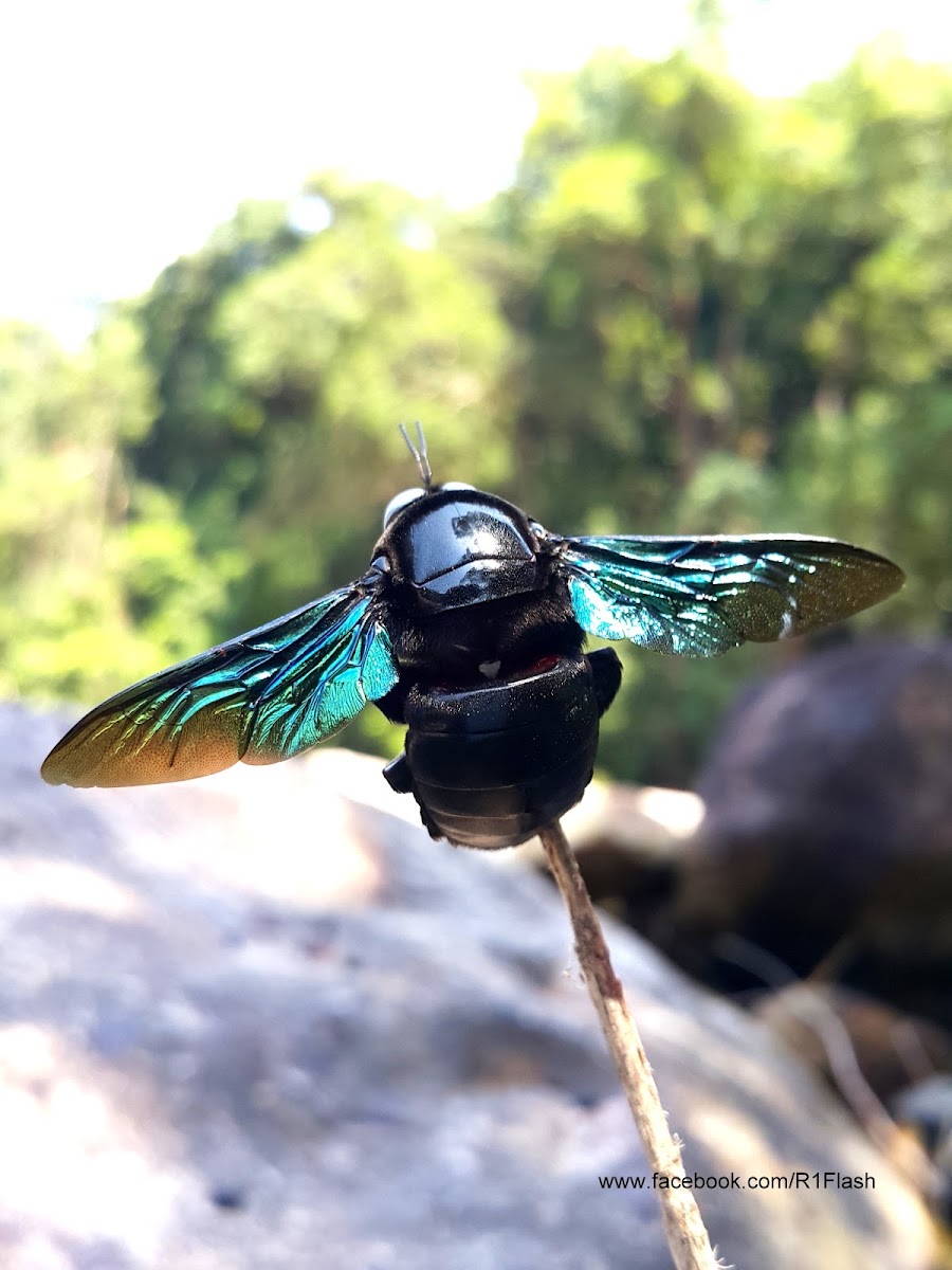 large carpenter bee