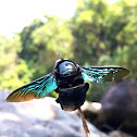 large carpenter bee