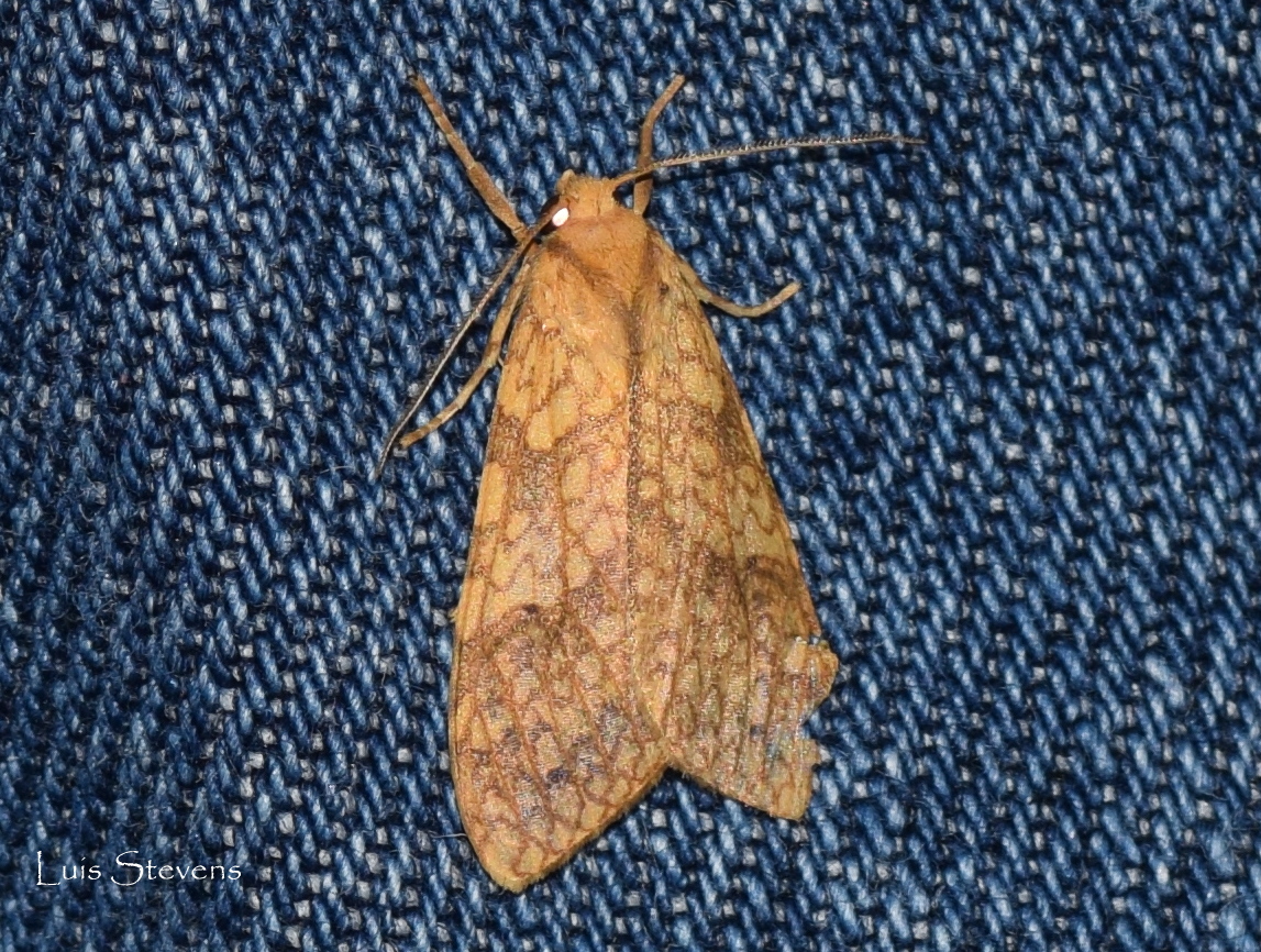 Santa Ana Tussock Moth