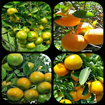 Cover Image of Download sweet orange cultivation 1.0 APK