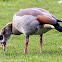 Egyptian Goose