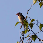 Goldfinch