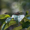 Black-shouldered Spinyleg