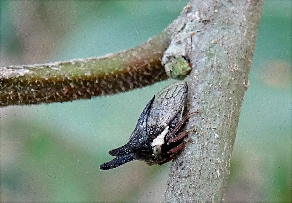 Horned Treehopper