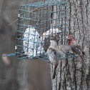 House Finch