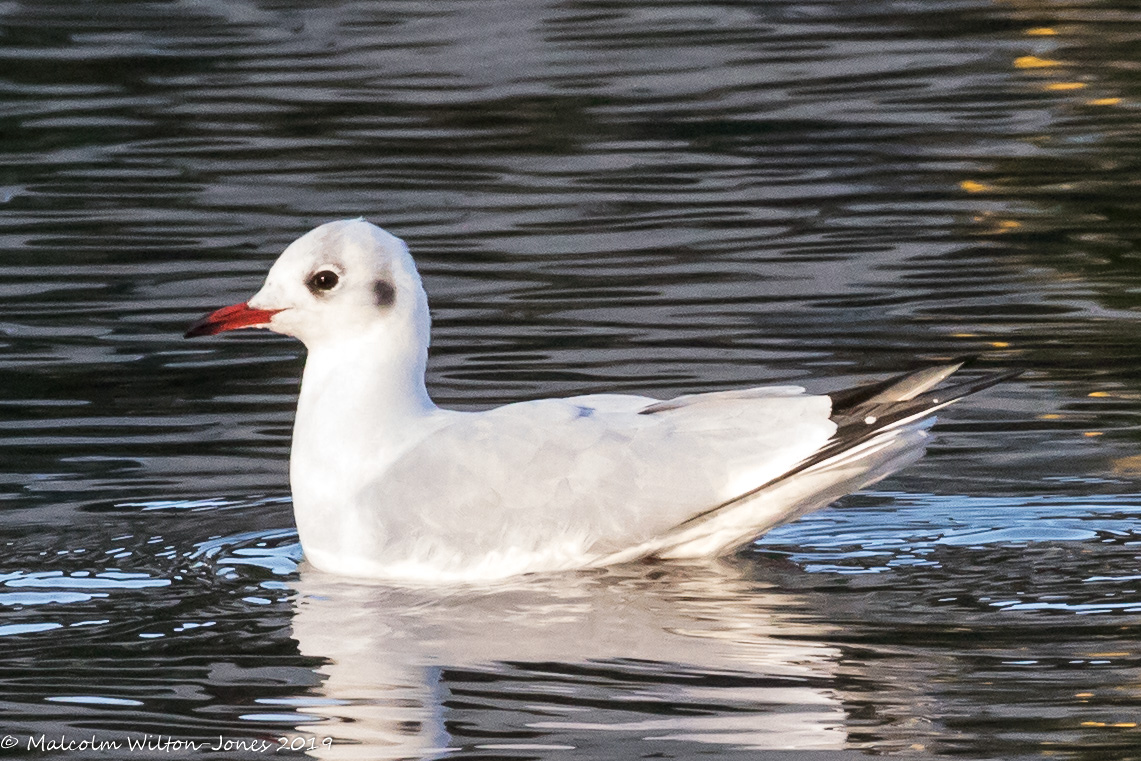 Black-headed Gull