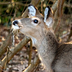 White-tailed deer