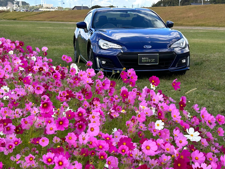 BRZのピックアップチャレンジ・水巻町コスモス祭り・コスモスと愛車・ラピスブルー・お花畑が似合う車選手権に関するカスタム事例の投稿画像1枚目