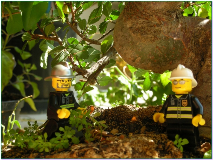 Mi LEGO al bonsai di gds75photo