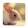 Cute Animals Pictures & Videos icon