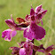 Green-winged orchid