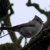 Oak Titmouse