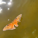 Gulf Fritillary