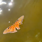 Gulf Fritillary