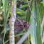 Owl butterfly