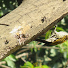 Black-rumped Flameback