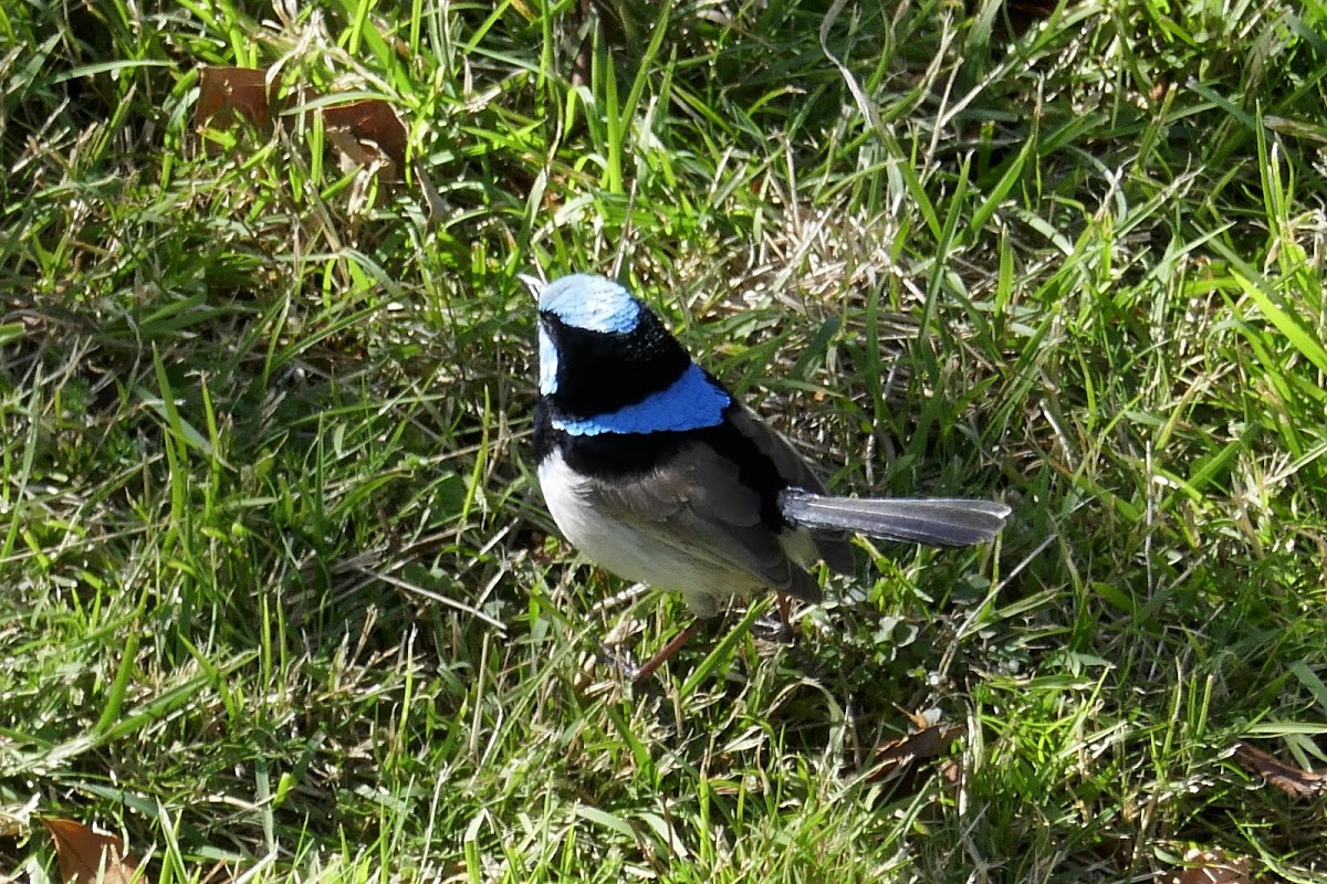 Superb Fairy-wren (male)