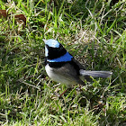 Superb Fairy-wren (male)