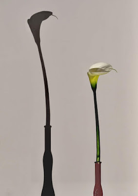 Calla o cobra di Andre76