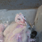 Barn Owl Babies, 11 days old