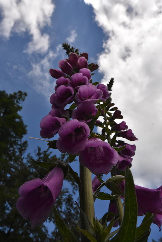 Purple foxglove