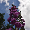 Purple foxglove