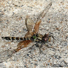 Red Rock Skimmer