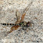 Red Rock Skimmer