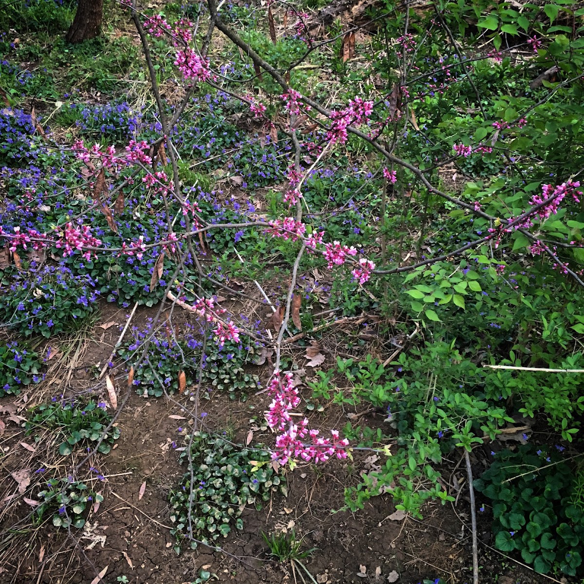 Eastern Redbud