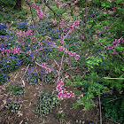 Eastern Redbud