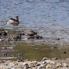 Dunlin; Correlimos Común