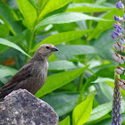 Brown-headed Cowbird