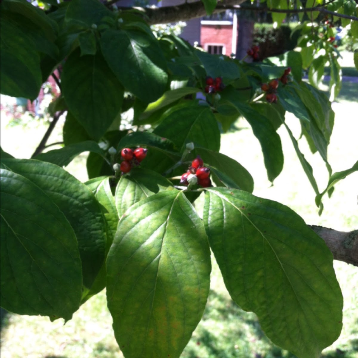 Flowering Dogwood