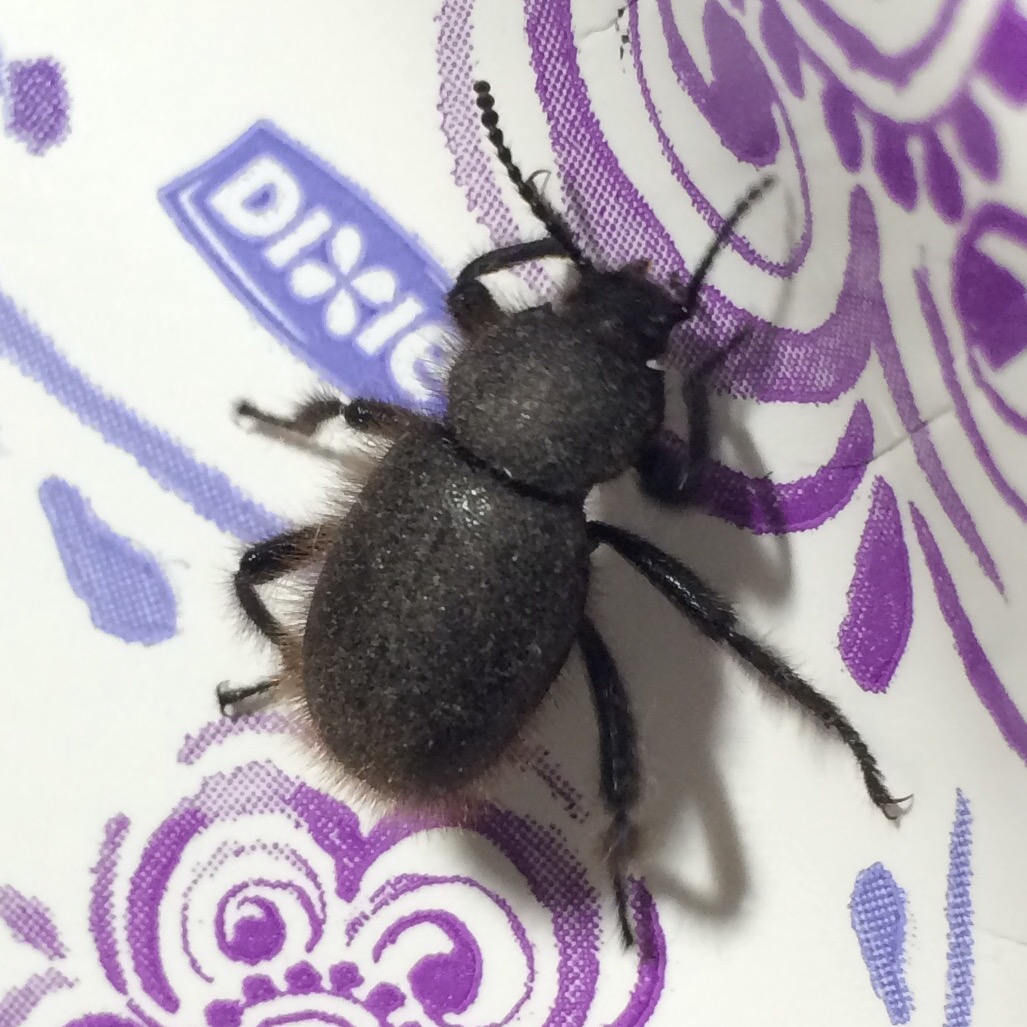 Wooly Darkling Beetle