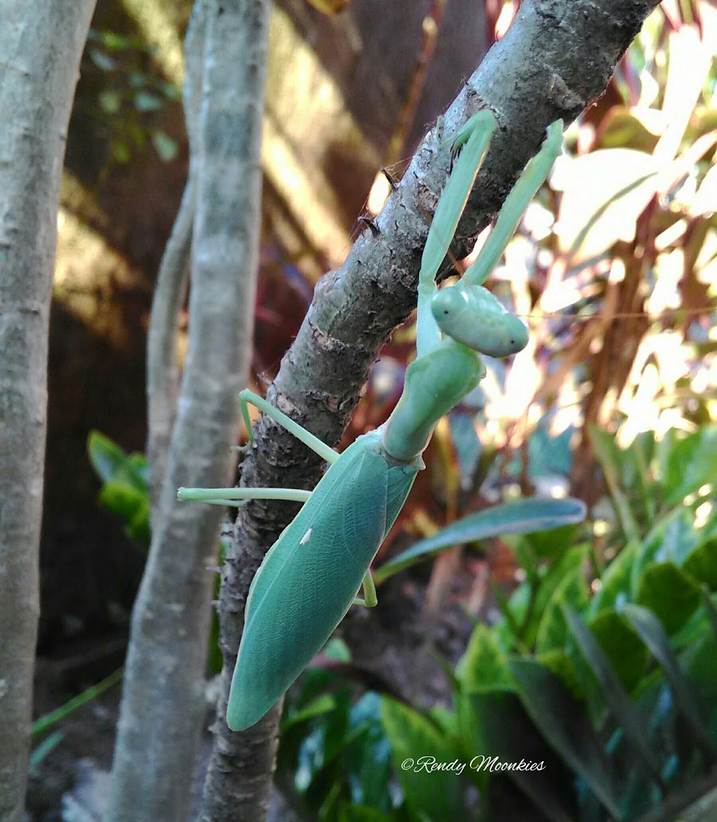 Asian Mantis