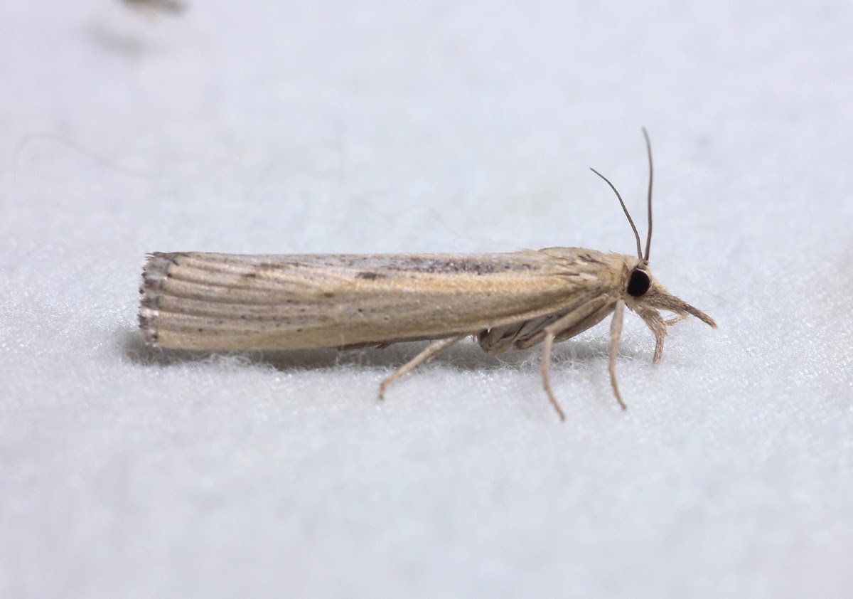 Sod Webworm - 5413