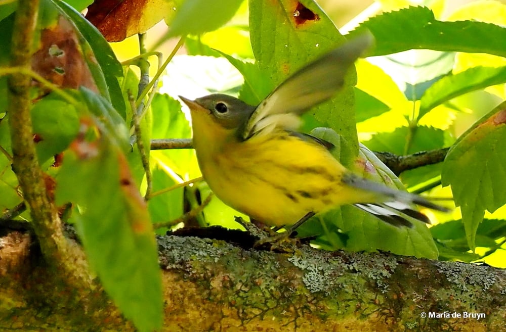 Magnolia warbler