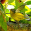 Magnolia warbler