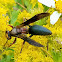 Metricus paper wasp