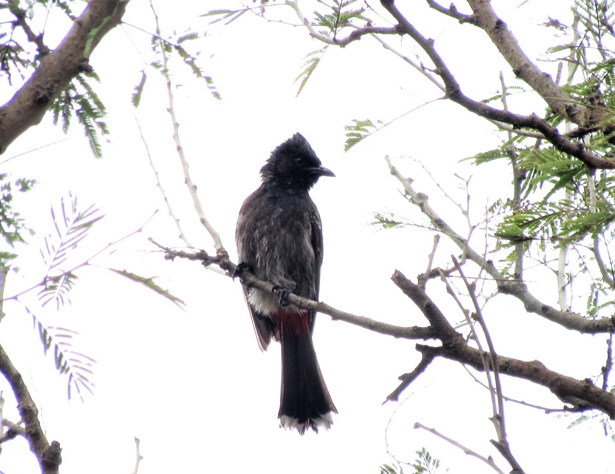 red-vented bulbul