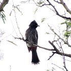 red-vented bulbul